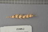 Click for 1 image(s) for this accession. Spike